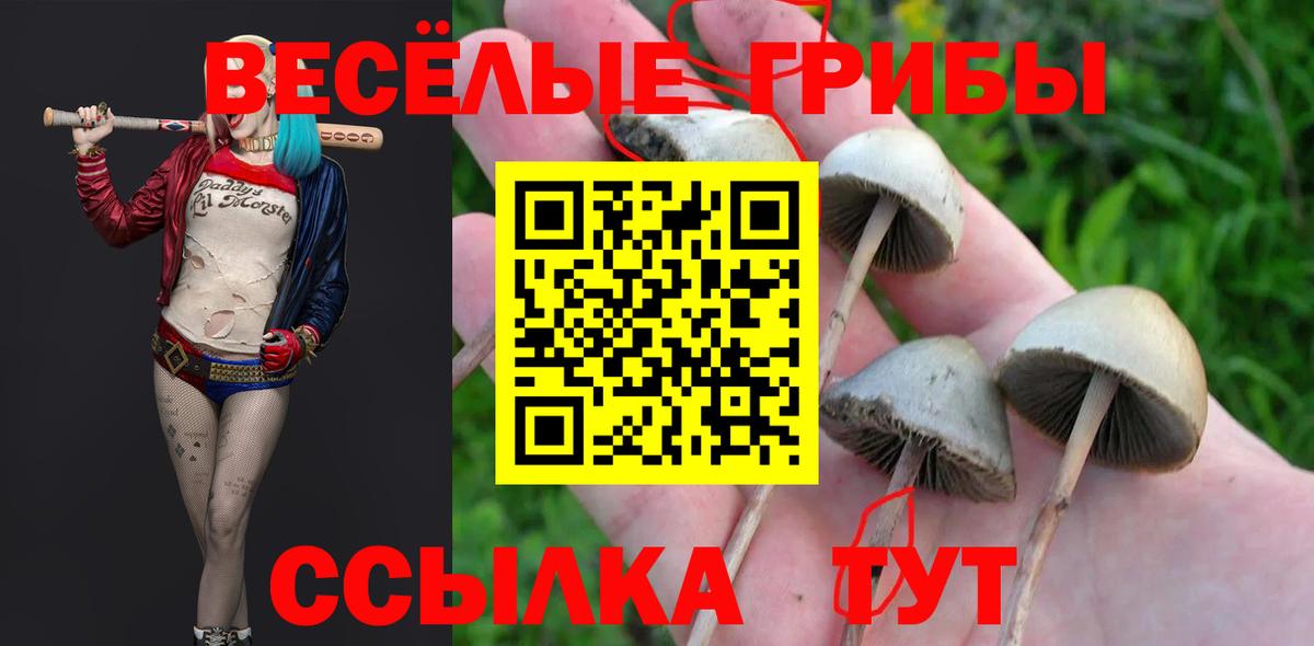 Псилоцибиновые грибы Psilocybe  Вход с VPN  Нижний Тагил 